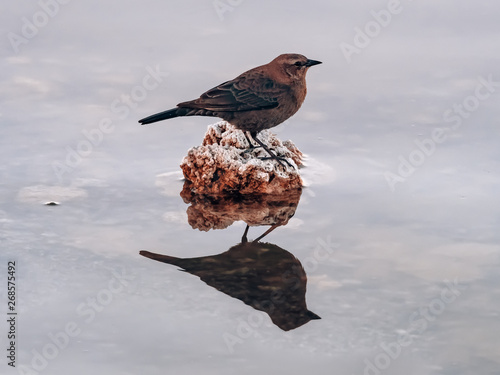 Profile photo of a dipper bird on a rock with mirror reflection in the water