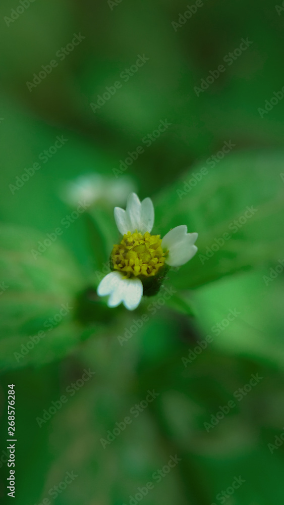 flower flower