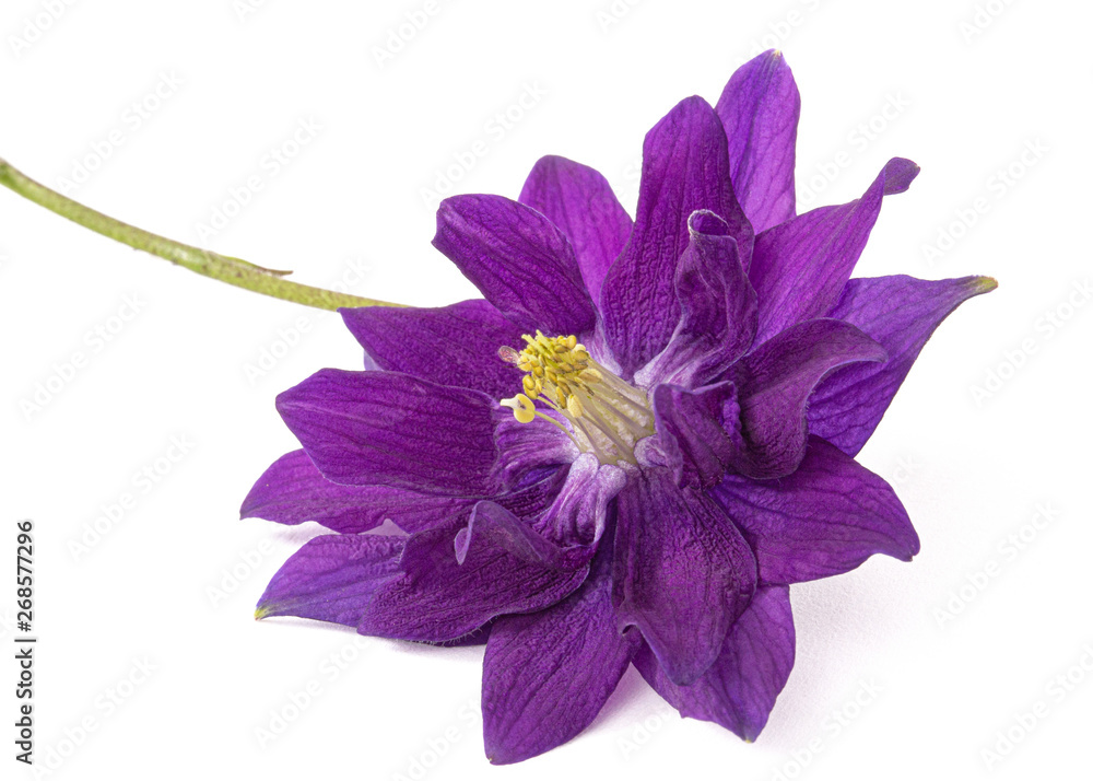 Obraz premium Violet flower of aquilegia, blossom of catchment closeup, isolated on white background