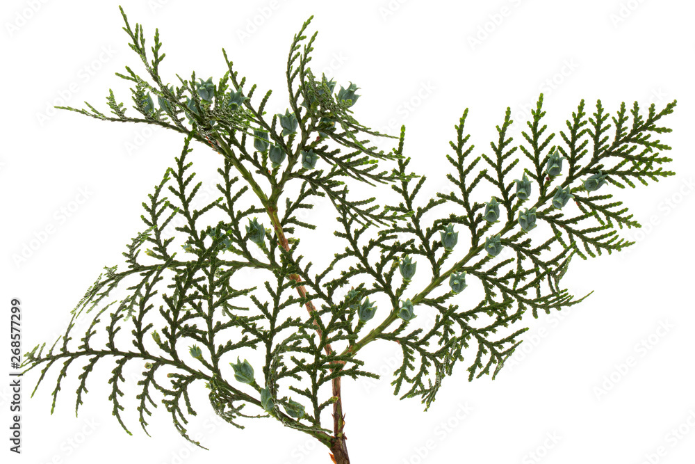 Green arborvitae branch isolated on the white background, thuja branch, isolated on white background Green arborvitae branch isolated on the white background, thuja branch, isolated on white background