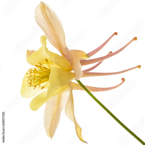 Yellow-cream flower of aquilegia  blossom of catchment closeup  isolated on white background