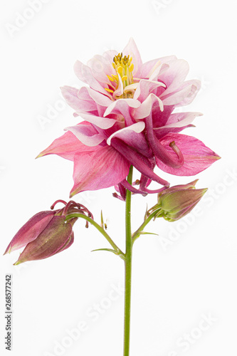 Magenta flower of aquilegia  blossom of catchment closeup  isolated on white background