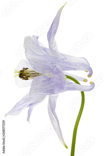 Soft blue flower of aquilegia  blossom of catchment closeup  isolated on white background