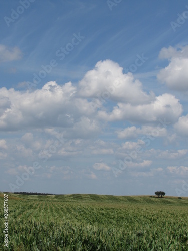 Open landscape with green field and blue sky on a cloudy day
