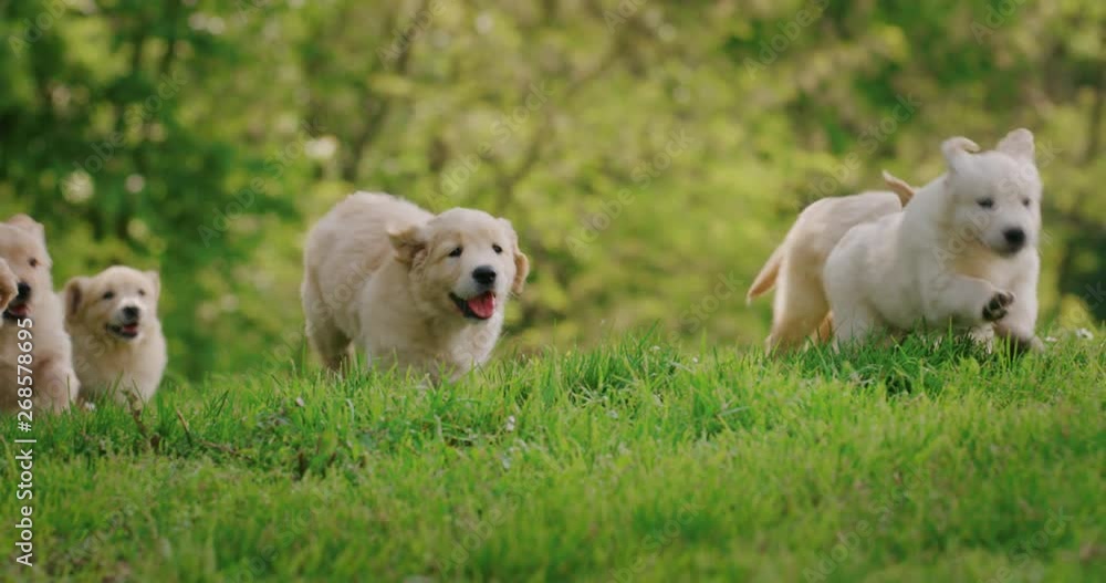 Slow motion of a group of playful puppies of pedigreed Golden Retriever dog are running in a green park in a sunny day.