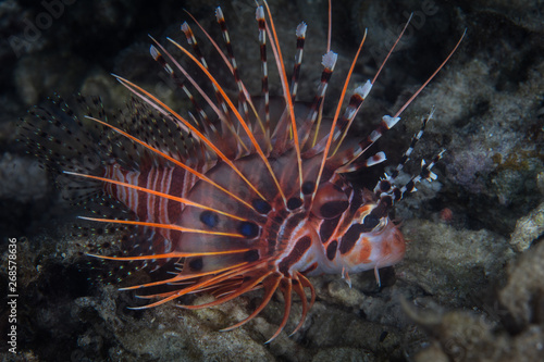 A Spotfin lionfish swims over the seafloor in Komodo National Park, Indonesia. This tropical area is known for its incredible marine biodiversity as well as its infamous dragons. 