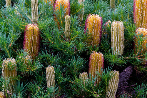 Australian native plant banksia yellow blossom blooming in Melbourne photo