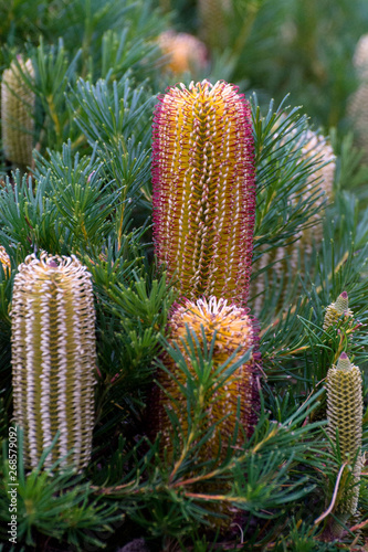 Australian native plant banksia yellow blossom blooming in Melbourne