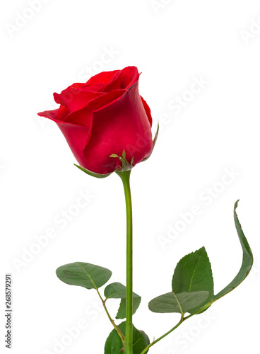 Beautiful red rose flower , Isolated on white background