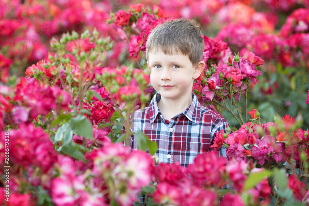 Waist up portrait of a young Caucasian boy in red roses bushes Waist up portrait of a young Caucasian boy in red roses bushes