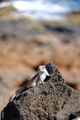 Barbary ground squirrel on a rock on Fuerteventura, Spain. photo