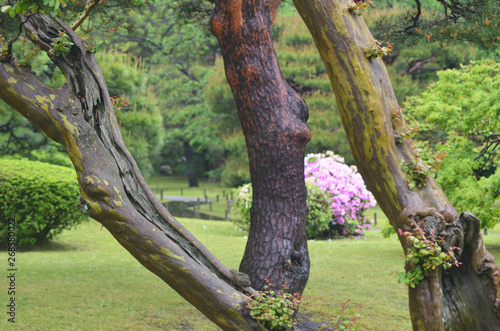 Old tree trunks in a formal park dominate the view. The lush grounds of the Japanese park are in the background, including a pink azalea bush. A wooden path over a stream is in the background.