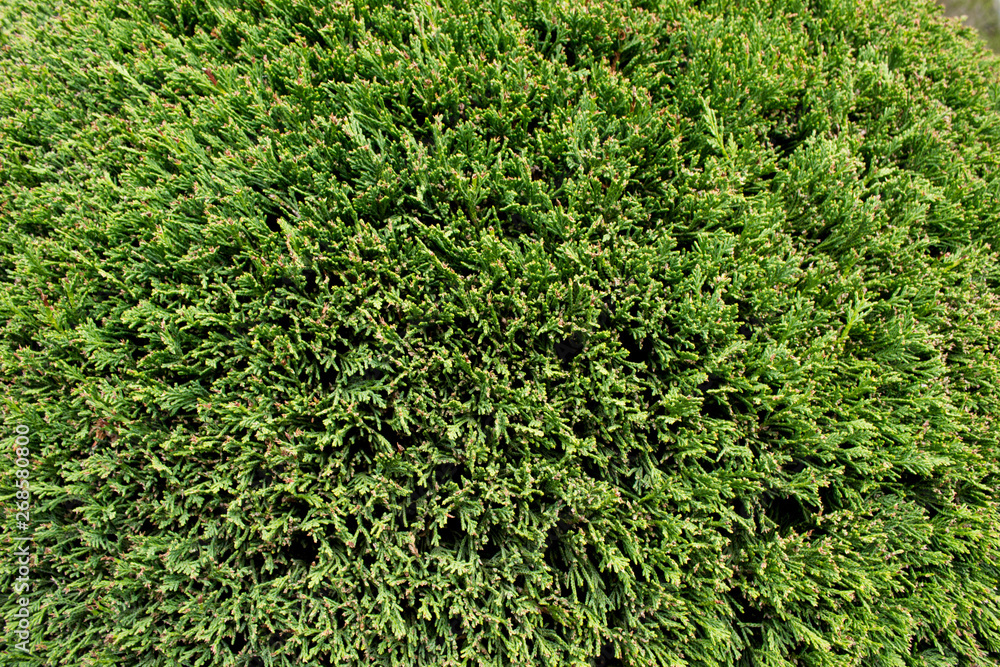 Evergreen cypress hedges maze background Evergreen cypress hedges maze background