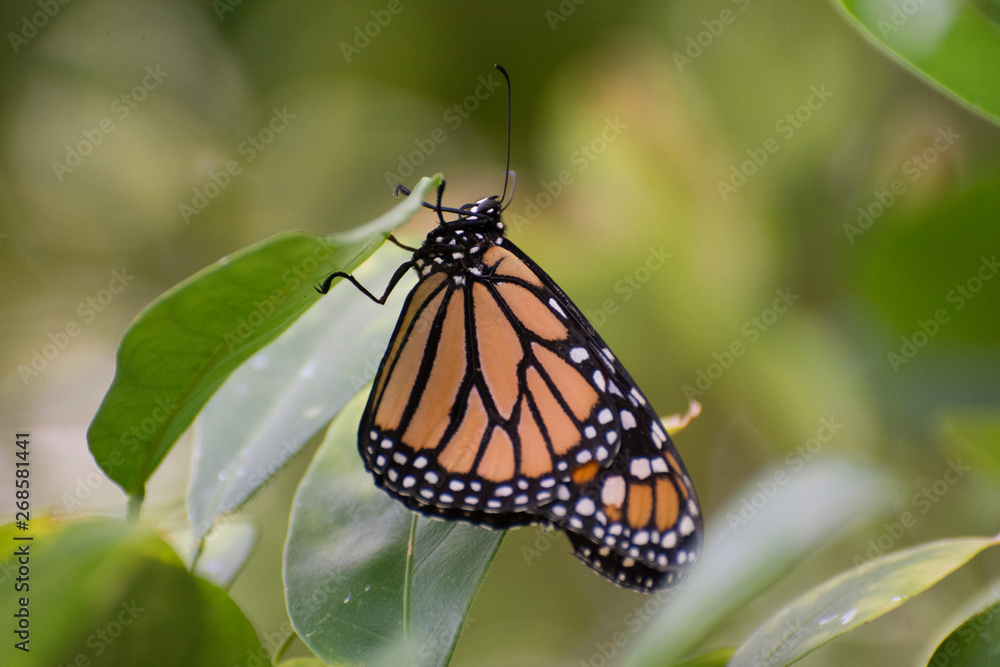Butterfly 2018-97 / Monarch butterfly (Danaus plexippus) On Leaf Butterfly 2018-97 / Monarch butterfly (Danaus plexippus) On Leaf