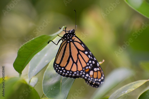 Butterfly 2018-97 / Monarch butterfly (Danaus plexippus)  On Leaf