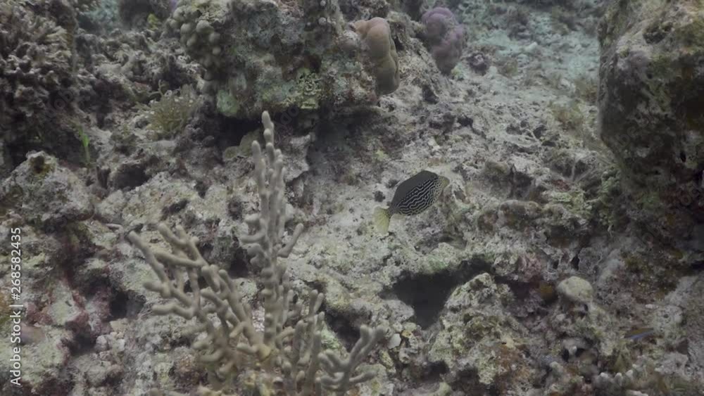 Boxfish at the Philippines
Filmed with Sony AX700 1080 HD 100FPS
Gates Underwater Housing Boxfish at the Philippines
Filmed with Sony AX700 1080 HD 100FPS
Gates Underwater Housing