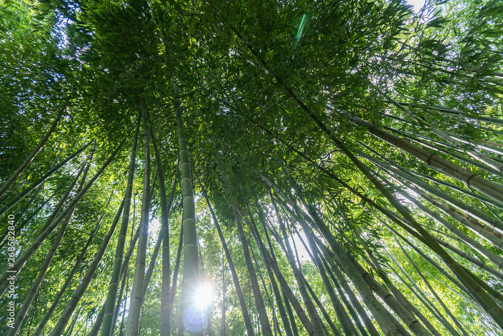 Bamboo Bamboo