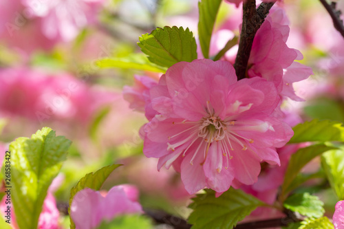 Floral background with pale pink cherry blossoms.