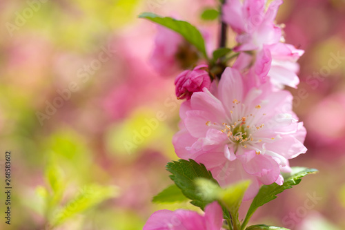 Floral background with pale pink cherry blossoms.