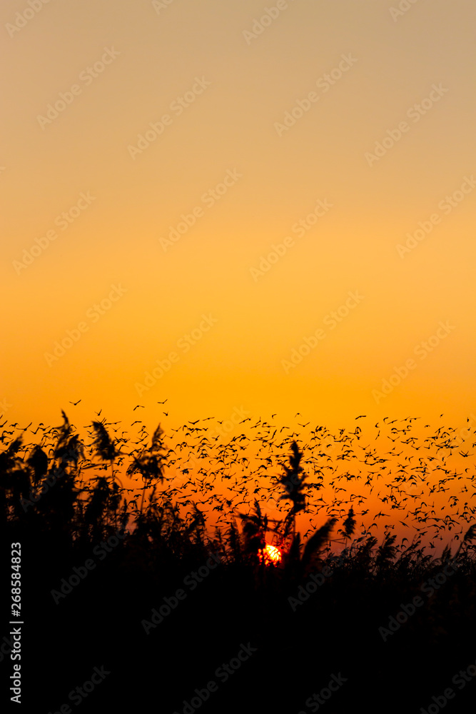 Sunset nature and flying birds. Sunset nature background.