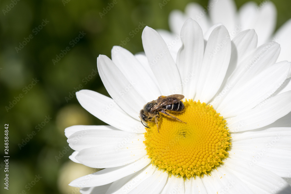 Bee working on a daisy Bee working on a daisy