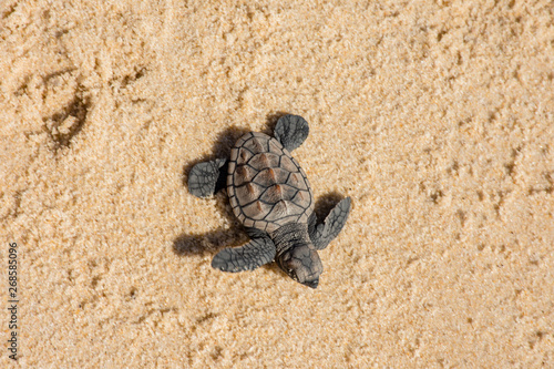 Newborn sea turtles ready for life at sea swim for salvation