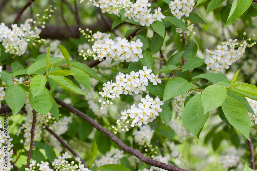 Close up view of bright white Canada red cherry tree blossoms in spring Close up view of bright white Canada red cherry tree blossoms in spring