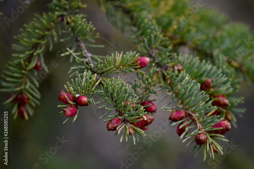 Spruce buds are a sign of a healthy tree.