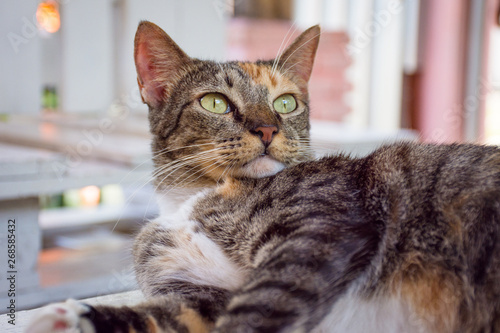 Cute and sympathetic cat rests and watches everything around