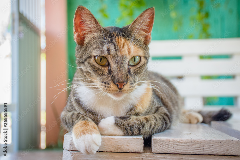 Cute and sympathetic cat rests and watches everything around Cute and sympathetic cat rests and watches everything around
