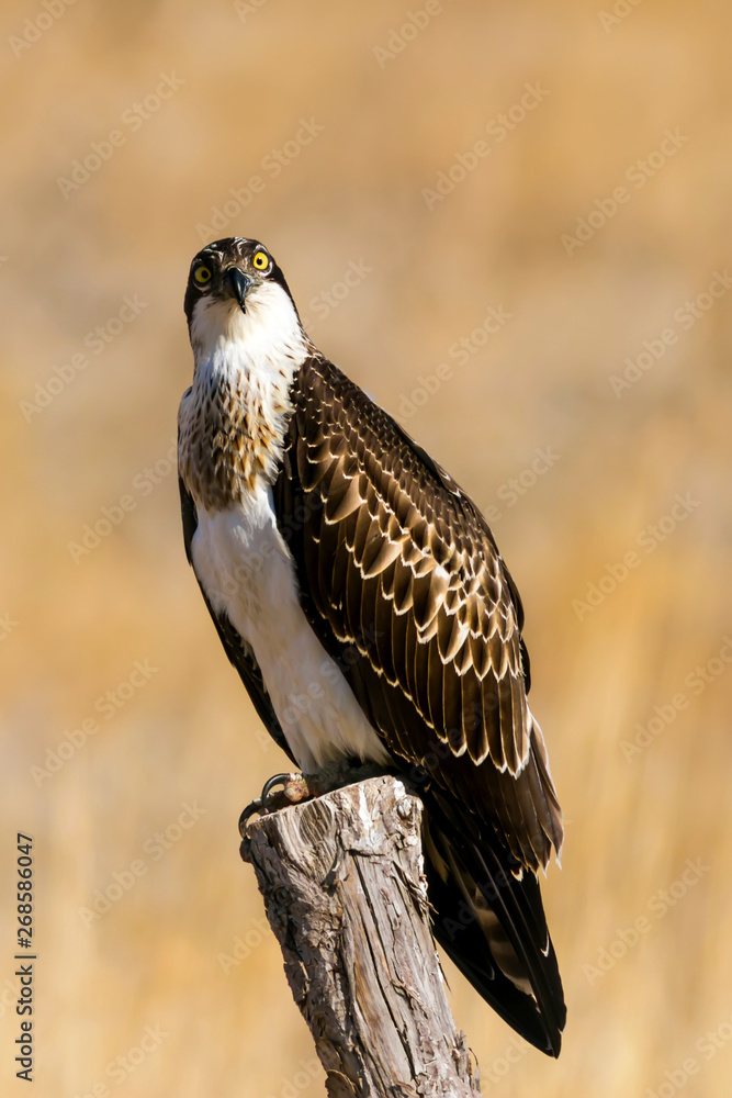 Fototapeta premium Bird of prey. Osprey. Nature background. Eagle: Western Osprey. 