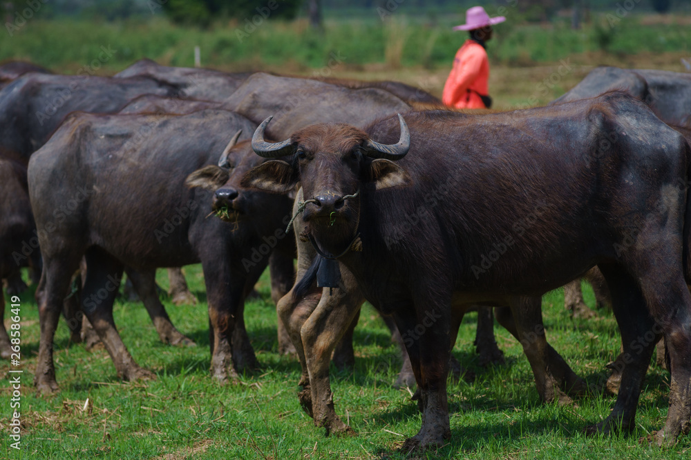 Group of Asian buffalo eats grass in the field beside a lake in the day time under sunshine. Animal, wildlife and country life concept. Group of Asian buffalo eats grass in the field beside a lake in the day time under sunshine. Animal, wildlife and country life concept.