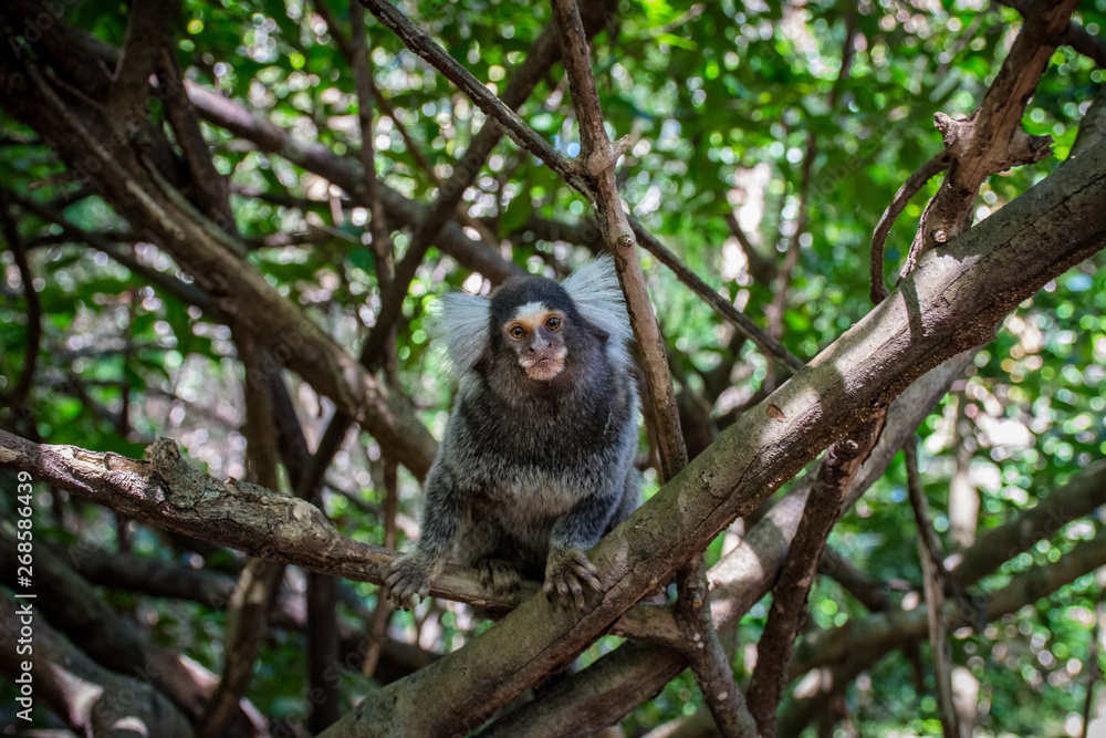 Marmoset monkeys revel in trees and seek food Marmoset monkeys revel in trees and seek food