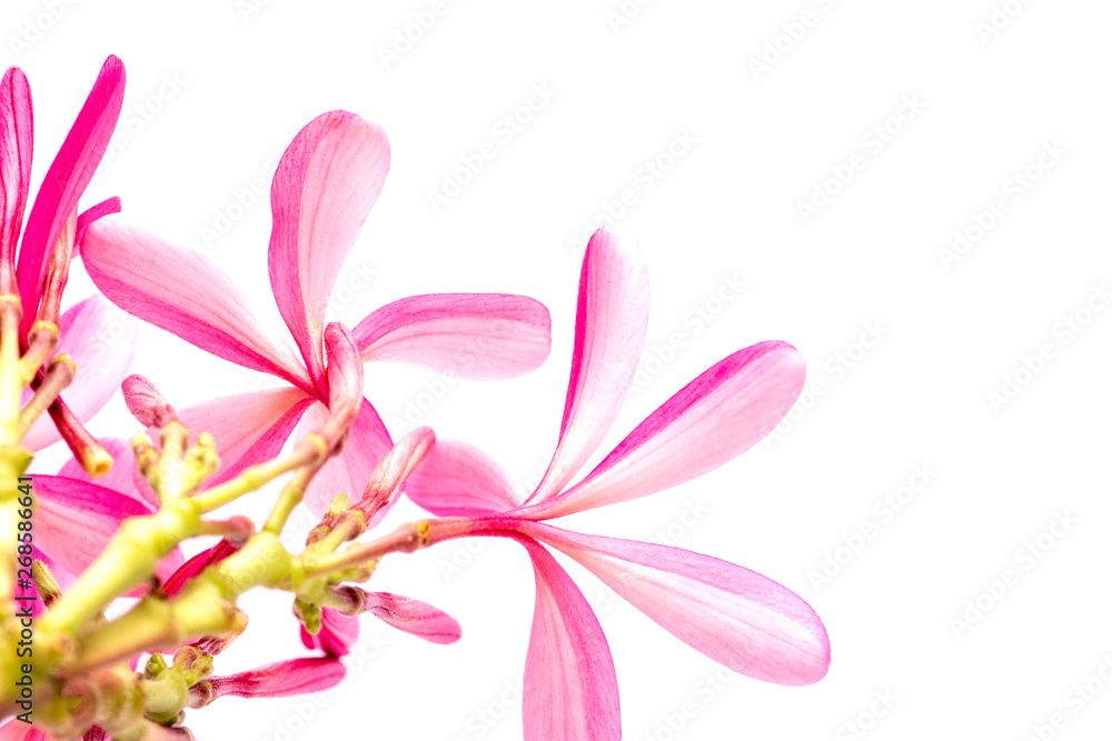 Sweet pink Plumeria Frangipani flower isolated on white background.