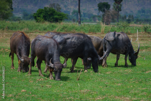 Group of Asian buffalo eats grass in the field beside a lake in the day time under sunshine. Animal, wildlife and country life concept.