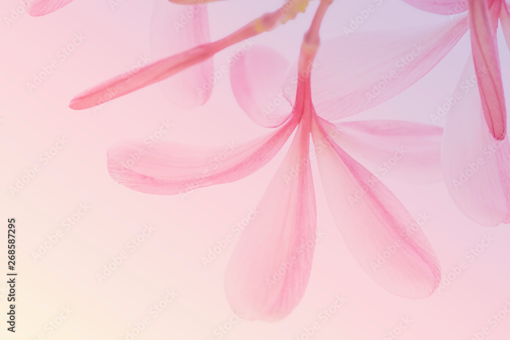 Sweet pink Plumeria Frangipani flower abstract texture nature blurred background. Sweet pink Plumeria Frangipani flower abstract texture nature blurred background.