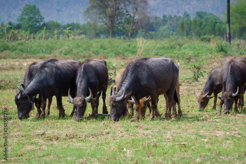 Group of Asian buffalo eats grass in the field beside a lake in the day time under sunshine. Animal  wildlife and country life concept.
