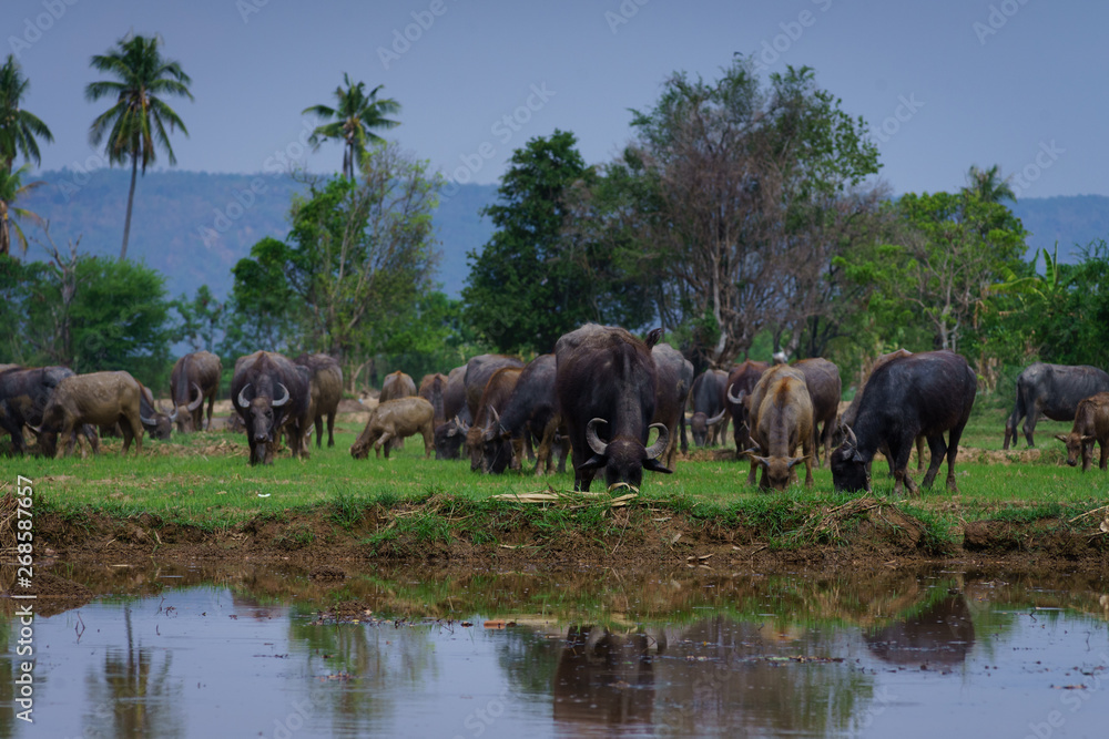 Group of Asian buffalo eats grass in the field beside a lake in the day time under sunshine. Animal, wildlife and country life concept. Group of Asian buffalo eats grass in the field beside a lake in the day time under sunshine. Animal, wildlife and country life concept.