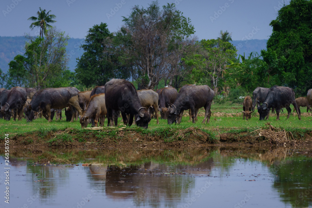 Obraz premium Group of Asian buffalo eats grass in the field beside a lake in the day time under sunshine. Animal, wildlife and country life concept.