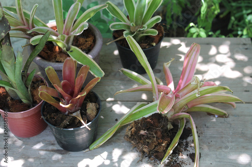 bromeliads in pots and one unpot with root and soil