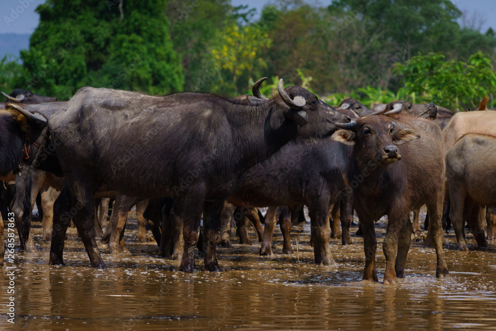 Group of Asian buffalo eats grass in the field beside a lake in the day time under sunshine. Animal, wildlife and country life concept.