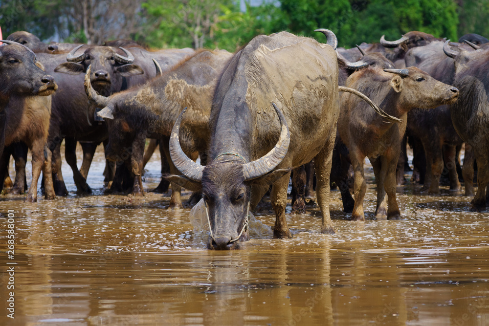 Group of Asian buffalo eats grass in the field beside a lake in the day time under sunshine. Animal, wildlife and country life concept. Group of Asian buffalo eats grass in the field beside a lake in the day time under sunshine. Animal, wildlife and country life concept.