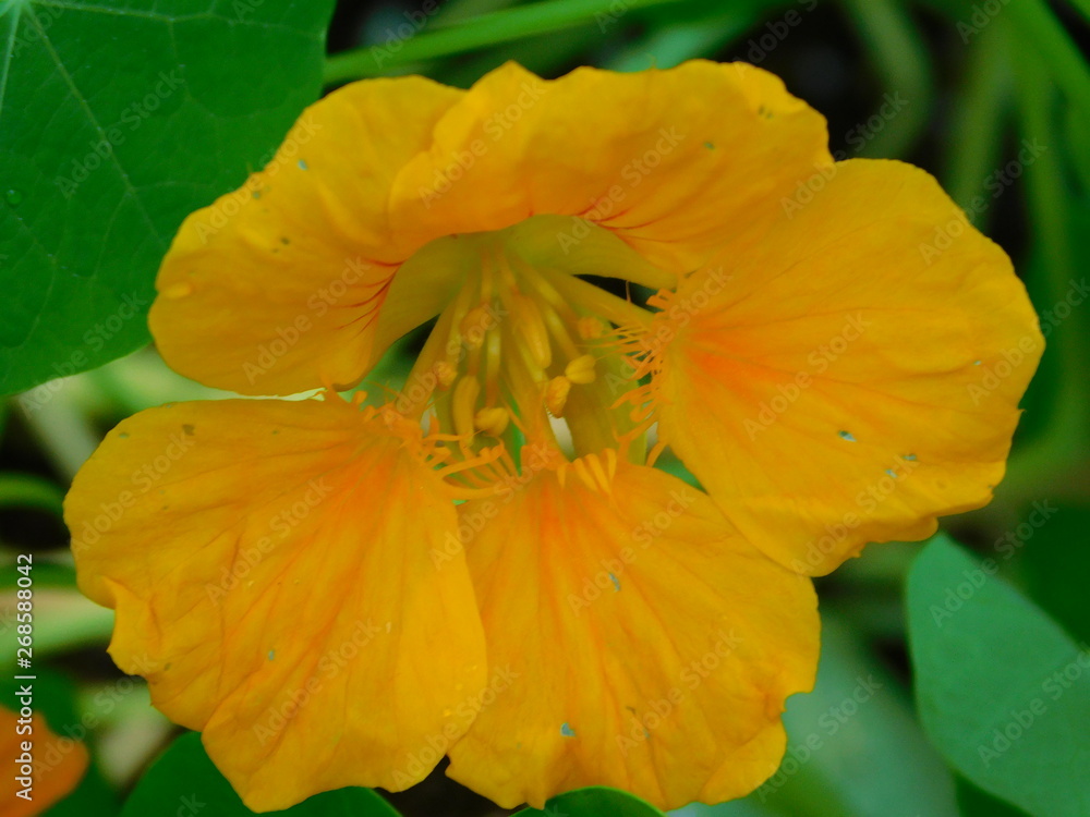 Dark Yellow/Orange Nasturtium Edible Flower Dark Yellow/Orange Nasturtium Edible Flower