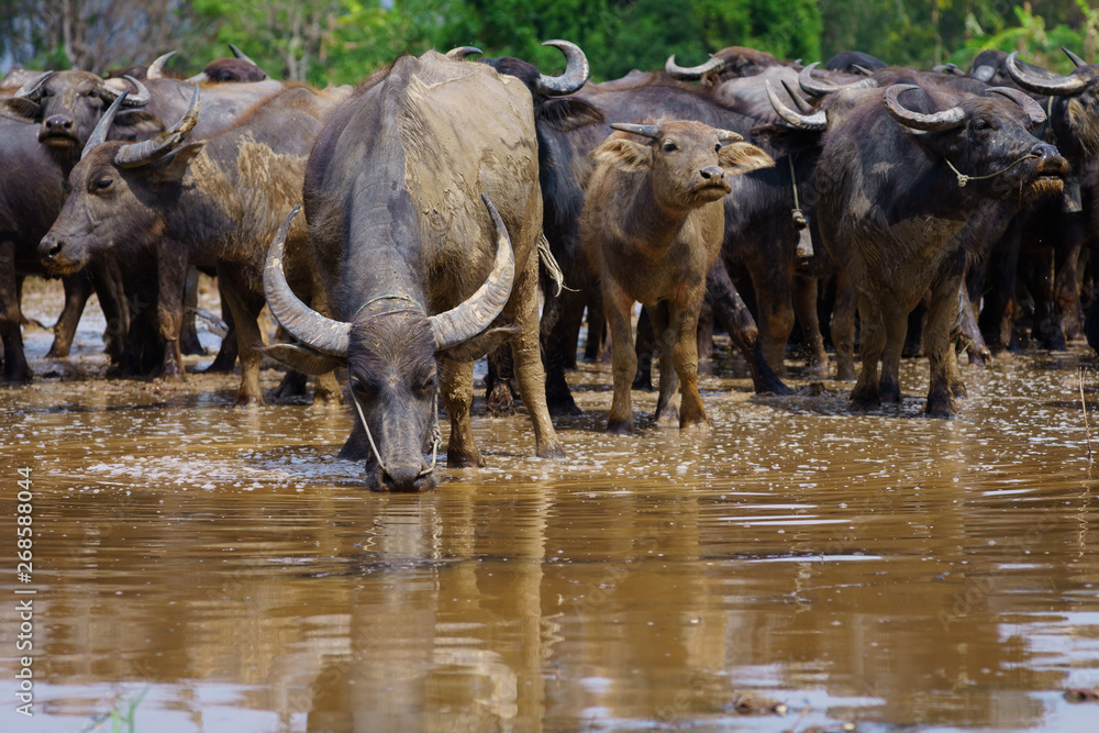 Fototapeta premium Group of Asian buffalo eats grass in the field beside a lake in the day time under sunshine. Animal, wildlife and country life concept.