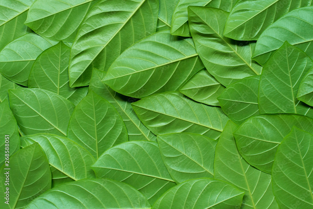 Green leaves pattern, Natural background. Green leaves pattern, Natural background.