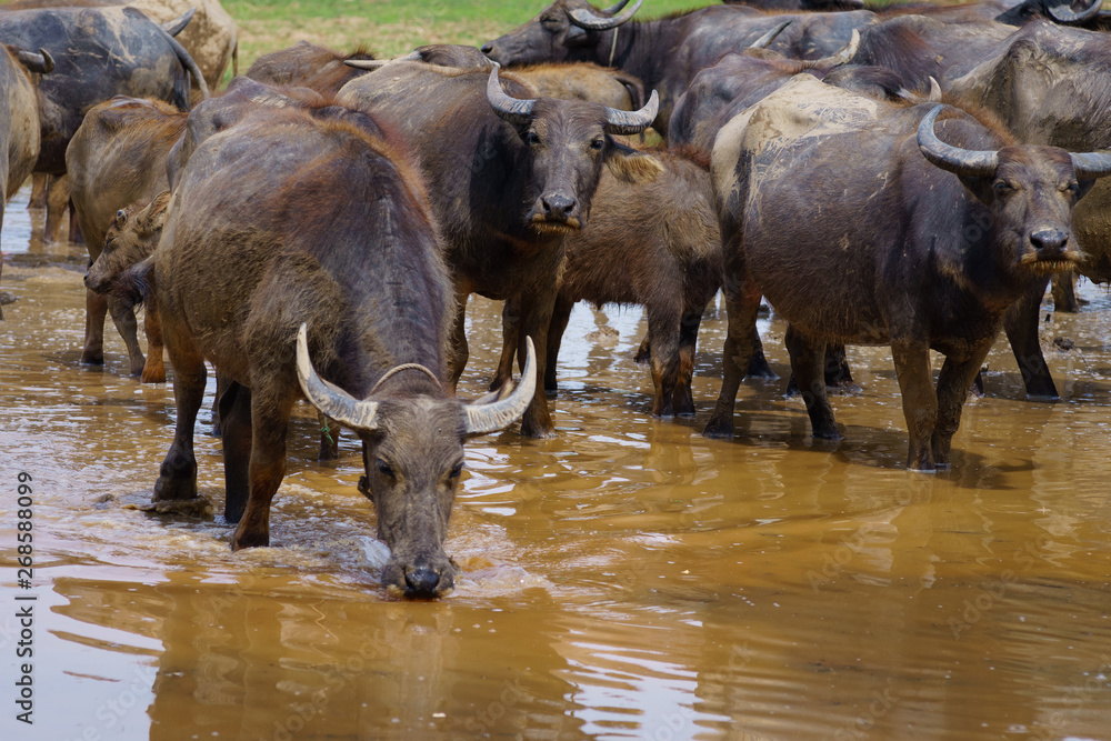Group of Asian buffalo eats grass in the field beside a lake in the day time under sunshine. Animal, wildlife and country life concept. Group of Asian buffalo eats grass in the field beside a lake in the day time under sunshine. Animal, wildlife and country life concept.