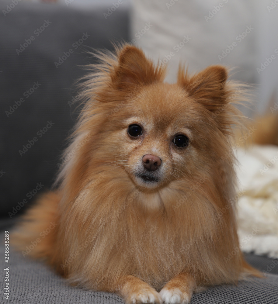 Pomeranian sales long nose