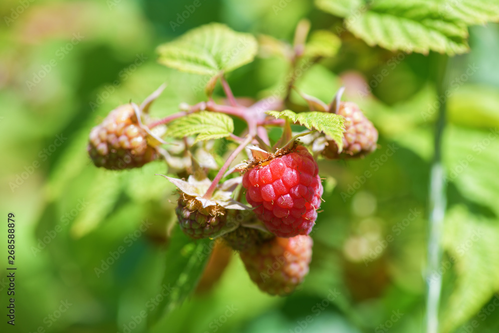 A bunch of raspberries hanging on a branch, one ripe berry, the rest are not ripe. Horizontal photography. A bunch of raspberries hanging on a branch, one ripe berry, the rest are not ripe. Horizontal photography.