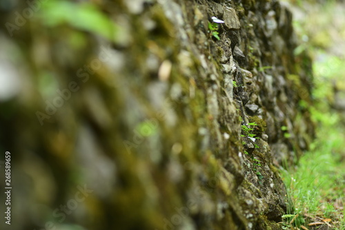 Fototapeta Naklejka Na Ścianę i Meble -  石垣の新緑