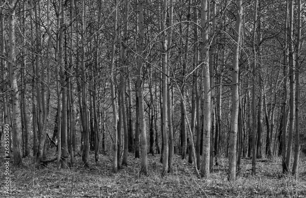Obraz premium black and white landscape tree trunks in a row
